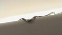 Hiii... Ular Masuk Kabin Pesawat Bikin Panik Penumpang