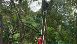 Disengat Tawon, Balita di Bogor Meninggal