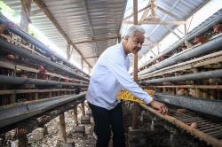 Ganjar Pranowo Akan Fasilitasi Peternak Ayam Buat Pakan Ternak Sendiri