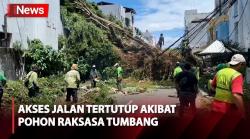 Pohon Raksasa Tumbang akibat Angin Kencang di Kemayoran, Akses Jalan Tertutup
