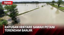 Ratusan Hektare Sawah Petani Terendam Banjir di Jombang