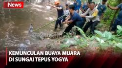 Warga Yogya Digegerkan Kemunculan Buaya Muara yang Tiba-Tiba Muncul di Sungai Tepus
