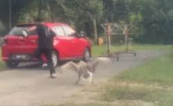 Kocak, Kurir Lari Nyaris Disosor Angsa saat Kirim Paket