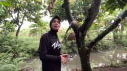 Atikoh Sebut Kampung Cokelat Blitar Contoh Bentuk Kedaulatan Pangan<