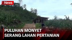 Kelaparan, Puluhan Monyet di Yogyakarta Serang Lahan Pertanian Warga 