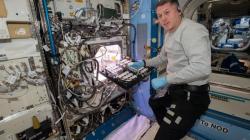 Rentan Terkena Bakteri, Sayuran yang Ditanam di Luar Angkasa Berpotensi Bahaya bagi Astronot