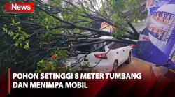 Hujan Deras, Pohon Setinggi 8 Meter Tumbang dan Menimpa Mobil