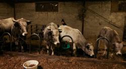 RI Mau Impor Sapi Bakalan dari Australia, Guru Besar IPB Minta Kemendag Tak Buru-buru Terbitkan Izin