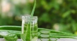 Cara Mengolah Lidah Buaya untuk Asam Lambung, Nikmat Jadi Minuman Kesehatan 