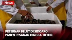 Jelang Imlek, Pesanan Belut dari China Naik hingga 10 Kali Lipat, Peternak di Sidoarjo Panen Pesanan