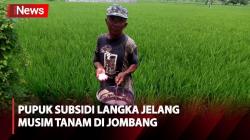 Cerita Petani Kesulitan Cari Pupuk Subsidi Jelang Musim Tanam di Jombang