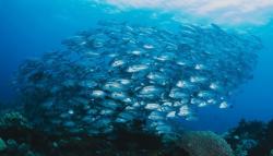 Menteri KKP Ungkap RI Punya 5 Komoditas Kelautan yang Berpeluang Cuan Besar, Apa Saja? 