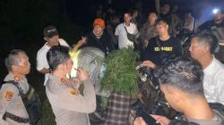 Kapolres Empat Lawang Jalan Kaki 9 Jam Temukan Ladang Ganja 2 Hektare di Kebun Kopi<