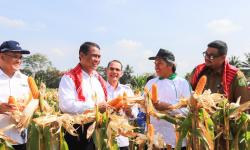 Panen dan Tanam Jagung di Medan, Mentan Amran Optimistis Hentikan Impor