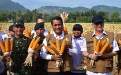 Jalin Kerja Sama dengan TNI, Mentan Amran Panen dan Tanam Jagung di Aceh