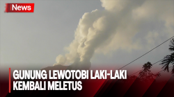 Gunung Lewotobi Laki-Laki Kembali Meletus Pagi Ini, Kolom Abu Tebal Mengarah ke Utara