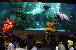 Aksi Barongsai di Dalam Akuarium Raksasa Meriahkan Hari Libur Imlek 2024