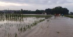 Kementan Siap Lakukan Mitigasi Bencana Banjir di Lahan Pertanian Grobogan