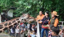 Kunjungi Kebun Binatang Surabaya, Wamenparekraf Angela Beri Makan Jerapah