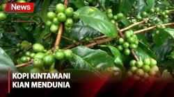 Sukses Tembus Pasar Dunia, Permintaan Ekspor Kopi Kintamani Kian Tinggi