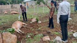 7 Sapi Mati Mendadak Sekaligus di Dompu, Polisi Temukan Botol Mencurigakan dalam Kandang<