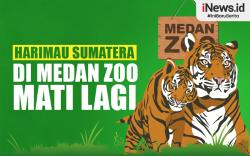 Infografis Harimau Sumatera di Medan Zoo Mati Lagi