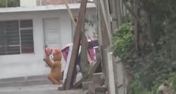 Viral, Polisi Peru Jadi Teddy Bear untuk Tangkap Bandar Narkoba, Netizen: di Indonesia Boneka Mampang!