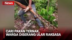 Penampakan Ular Piton Raksasa Serang Sepanjang 8 Meter yang Warga di Buton