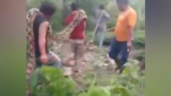 Viral Ular Piton Raksasa 8 Meter Serang Warga Buton Tengah, Digotong sampai 4 Orang