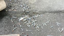 Mengerikan, Kawanan Ulat Serbu Permukiman Warga Dusun Wonobroto