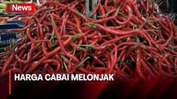 Harga Cabai di Tigaraksa Tangerang Semakin Pedas, Tembus Rp100 Ribu per Kg