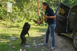Perubahan Perilaku Kera Hitam, Kini Bergantung pada Manusia untuk Makan<