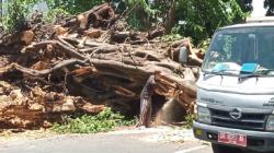 Pohon Tumbang di Mataram Timpa 4 Pengendara hingga Luka-Luka