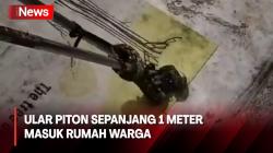 Petugas Damkar Palangka Raya Evakuasi Ular Piton Sepanjang 1 Meter di Rumah Warga 