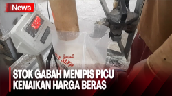 Terkendala Cuaca, Stok Gabah Menipis di Tulang Bawang Lampung