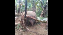 Miris, Gajah Jantan Ditemukan Mati di Kebun Pisang Warga Pidie Jaya<