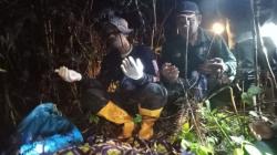 Warga Lampung Barat Tewas Mengenaskan Diserang Harimau, Anggota Tubuh Tidak Utuh