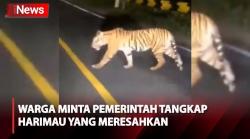 2 Orang Tewas Diterkam Harimau di Lampung Barat, Warga Minta Pemerintah Terkait Turun Tangan
