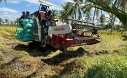 Panen Padi di Sumsel Diprediksi Optimal Cukupi Kebutuhan Pasar