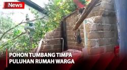 Pohon Tumbang Timpa Puluhan Rumah Warga di Bandar Lampung