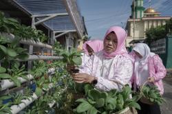 BRInita Sukses Sulap Lahan Sempit di Bandar Lampung Jadi Urban Farming