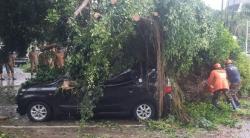 Hujan Es Disertai Angin Kencang Terjang Sidoarjo, Banyak Pohon Tumbang<