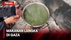 Pasokan Langka, Pengungsi Gaza Terpaksa Makan Tanaman Liar
