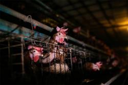 Berdampak Positif bagi Ribuan Ayam Petelur, Dua Perusahaan Indonesia Umumkan Komitmen Bebas Sangkar 