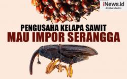 Infografis Pengusaha Kelapa Sawit RI Mau Impor Serangga dari Afrika