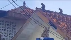 Penampakan Gerombolan Monyet Serbu Kota Bandung, Berkeliaran di Atap Rumah dan Gedung<