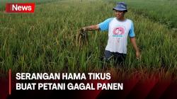 Harga Beras Tinggi, Sawah Petani Malah Diserang Hama Tikus Hingga Terancam Gagal Panen