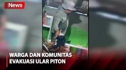 Warga dan Komunitas Evakuasi Ular Piton yang Melilit di Atap Rumah