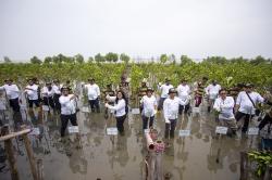 Pertamina EP dan SKK Migas Tanam Bibit Mangrove di Pesisir Cirebon