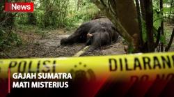 Gajah Sumatra Ditemukan Mati Misterius di Perkebunan Warga di Aceh